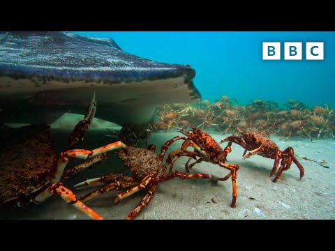 The incredible unity of the spider crab Spy in the Ocean