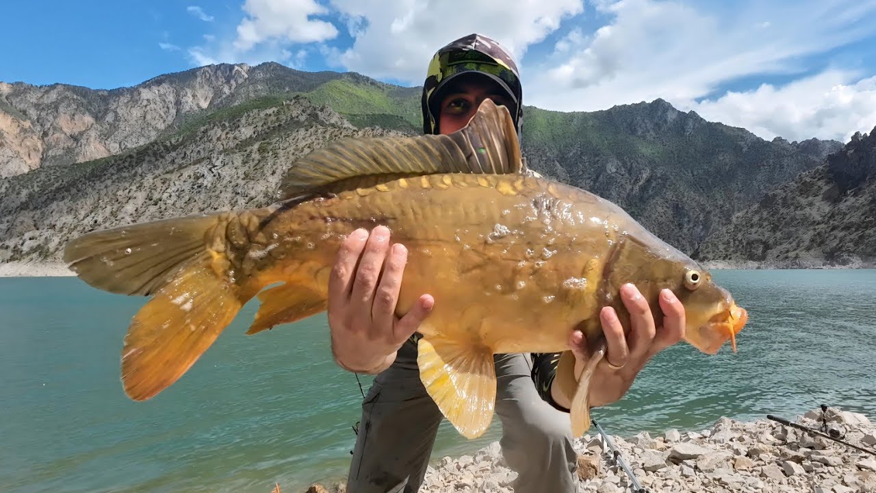 fishing sazan carpfishing sazanavı carp