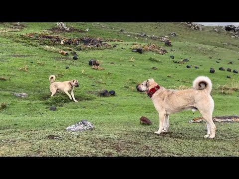 HIRÇO SÜRÜ KÖPEKLERİNE KARŞI RACON KESİYOR --YAĞMURDAN