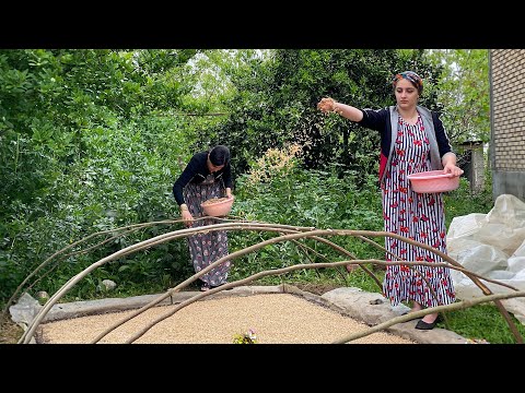 Planting Rice Seeds in Our Traditional Village Greenhouse