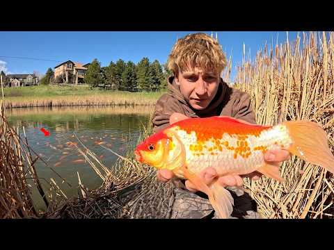 Fishing for WILD Goldfish in Tiny Ponds