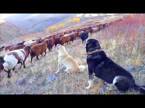 KÖPEKLERİMİZ SÜRÜYÜ NASIL KORUYORLAR ? ( kurt kokusunu alan