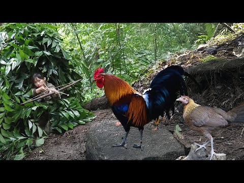 detect traces of wild chicken, hunt wild chicken with