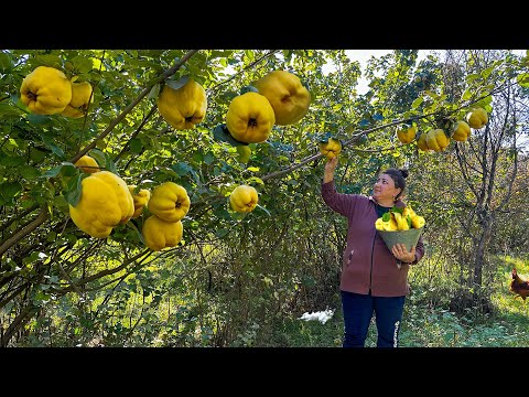 Picking Fresh Big Quinces | Making Jam, Compote and Quince