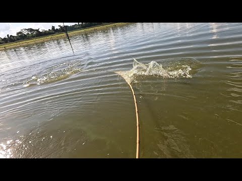 Pescaria de tucunaré gigante no bambu os monstros voltaram