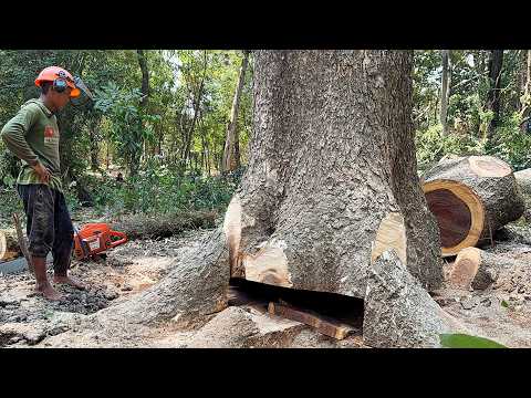 One of the toughest trees we've ever had to take down