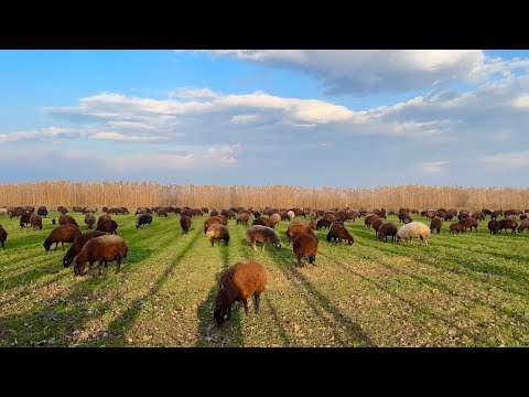 ARALIK AYINDA YEŞİLİK İÇİNDE OLAN KOYUNLARIN KEYFİ -