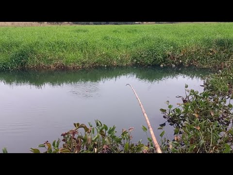 toda vez que chove pode descer nesse Rio a pesca é