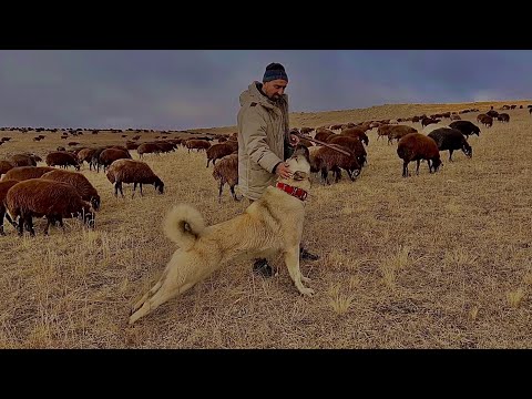 DRONU TUTAMAYAN ÇOBAN YARALANDI—DAĞLAR KAÇIN DİYOR