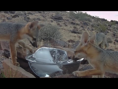 Fox family enjoys cool ice water in record heat