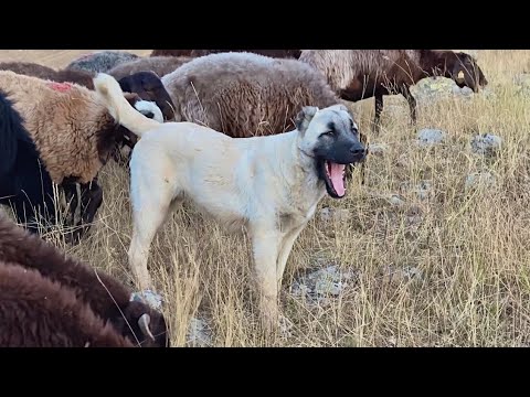 SÜRÜNÜN YENİ KAHRAMANI (ÇELENG) - TAŞLARIN ARASINA