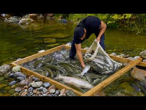 I Catch 80 KG of Fish Every Single Day
