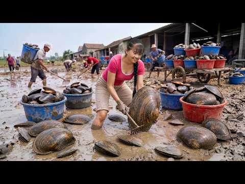 Farmer Girl Catching Giant Mussels Under The Mud Bring To