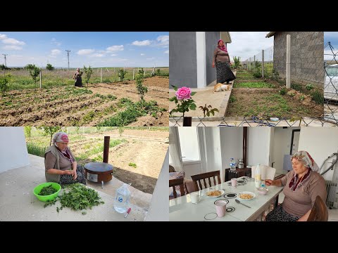 BAHÇEDEN PANCAR SİRKEN CACIK TOPLADIK VE ÖĞLE MENÜMÜZ