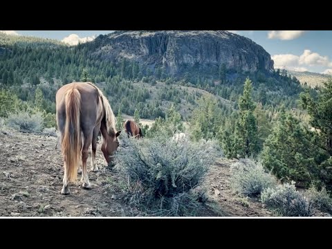 Pass SAFE Act Now- a film by Skydog Sanctuary & This