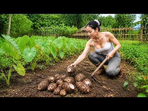 Leben im Wald: 1000 kg Taro ernten – alles auf dem Markt