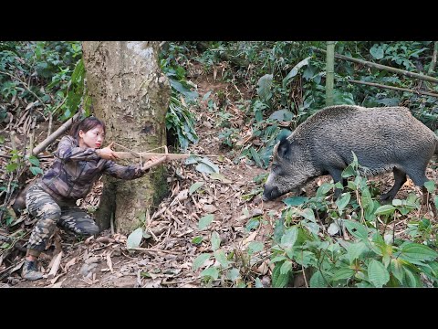 stalking wild boars, wild boar trapping skills, survival