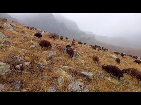 KAR YAĞIŞI İKİ GÜNDÜR DEVAM EDİYOR HER TARAFI SİS KAPLADI