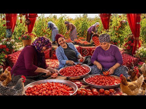 Köy Hayatı İlk Domates Hasadı Ve Salça Konserve Yapımı
