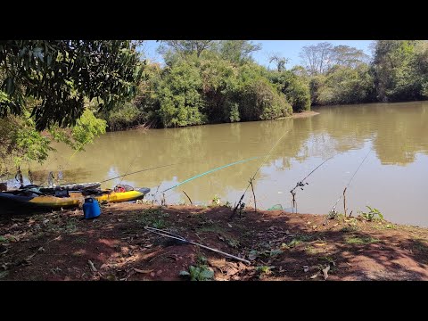Pescaria de Pacu no Rio Turvo eles encostaram na ceva