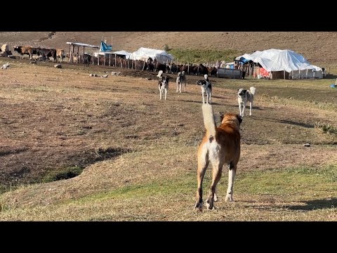 FARKLI OBADAKİ KÖPEKLER KARŞI KARŞIYA - BİR GÜNDE 7 OBA