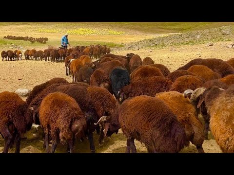 KUZULARIMIZIN SON DURUMLARI--YAĞMUR BİR ANDA BASTIRDI