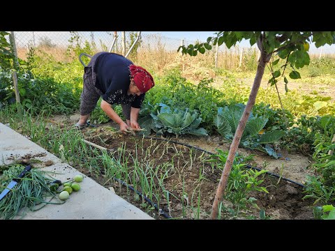 KIŞLIK PIRASA FİDELEDİK HATİCE HANIMA SİNİRLEDİM