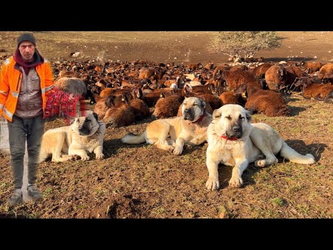 KÖPEKELRE HEDİYE TORKLAR—YOĞUN YAĞMURDA MANGAL
