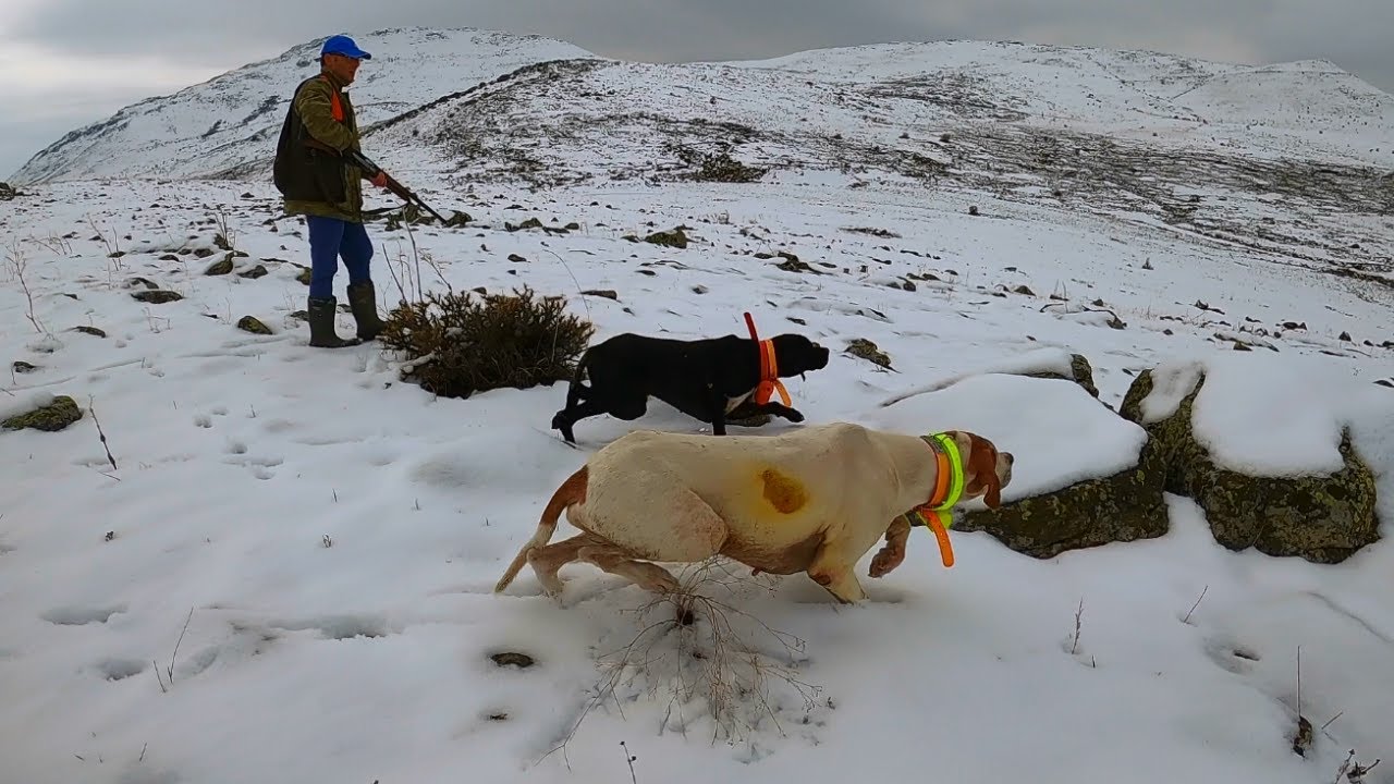 Karlı dağlarda muhteşem bir keklik ve tavşan avı, chasse à