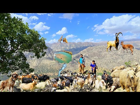 Nomad Shepherd Life in Zagros Leading Sheep Through Wild