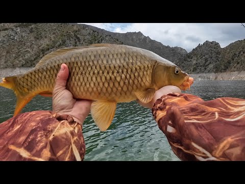 SAZAN AVI Aynalı sazan avı Küspe ile sazan avı (
