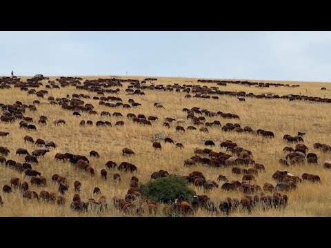 KOYUNLARI SÜRÜYE KATTIM -KALAN SON KUZULARDA GİTTİ
