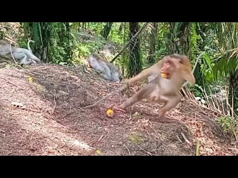 Pembuatan jerat hama beruk di kebun sawit warga