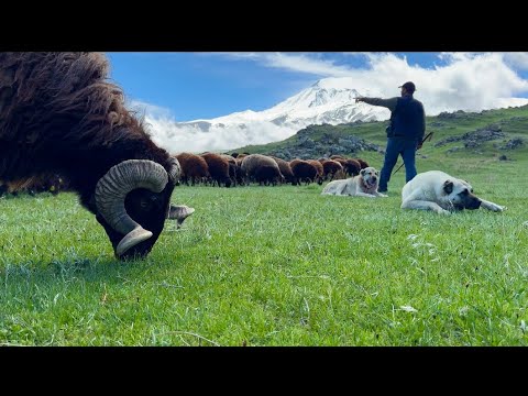 OTLAR ÇOĞALDI KOÇLARIN KAVGALARI BAŞLADI