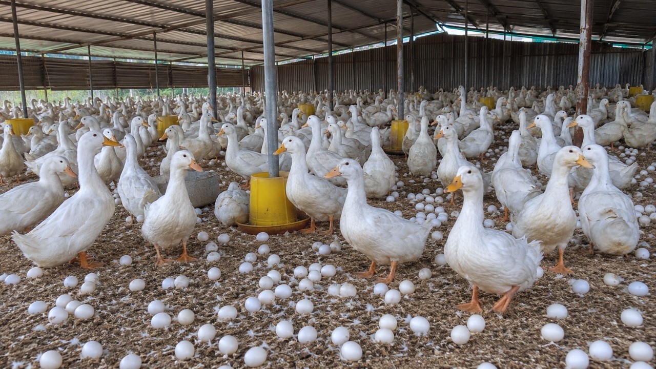 Harvesting Duck Eggs at Home How to Raise Ducks for Eggs