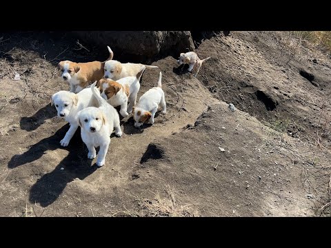 Mağaraya Sığınan Sevimli Yavru Köpekler Bizi Görünce Koşa