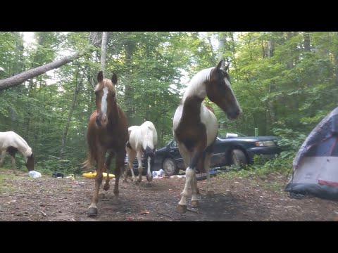 Ranchers Lost Horses Invade Our Campsite