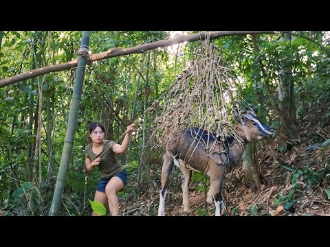 Skills in making traps to catch wild goats, setting traps
