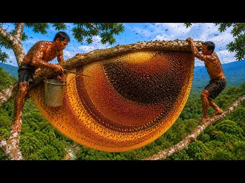 Risking It All to Harvest Giant Wild Honey in the Deep