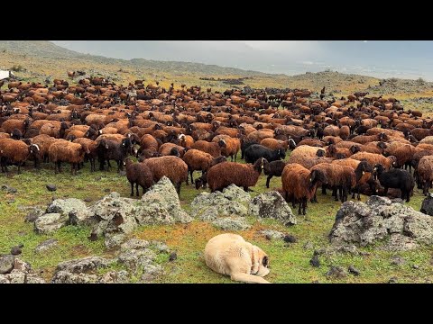 OTLAR SARARDI YAĞMUR YETİŞTİ - BAZIN'DAN SERT BOĞUŞ