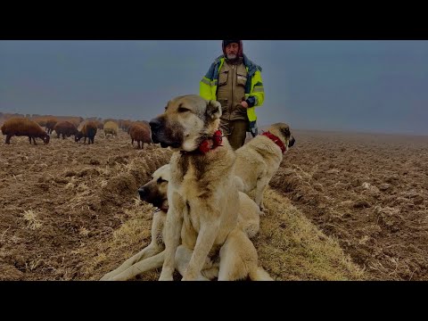 IĞDIR OVASINA SİS ÇÖKTÜ—KÖPEKLERİN ESKİ KURT MÜCADELELERİ