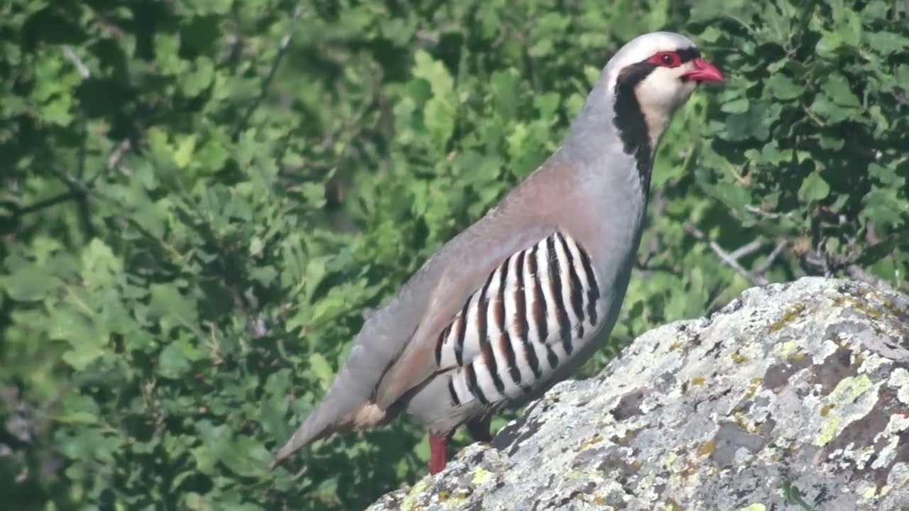Keklik Avı (Bağlı) - الحجل طائر - куропатка - partridge