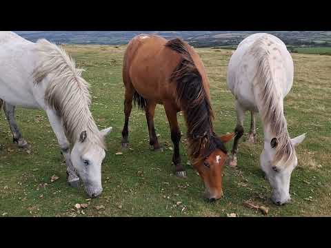 7 September New herd called Catlin, these ponies need name