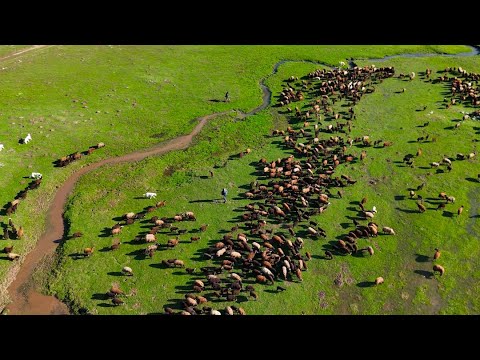RÜZGARLI GÜNÜN ÇİLESİ - HIRÇO YERİNDE DURMUYOR(4 BÖLÜM)