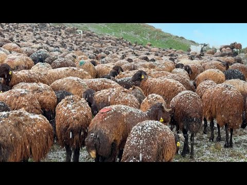 DAĞDA DOLU YAĞIŞI KOYUN SÜRÜSÜNÜN İÇİNE AT GİRDİ(12 BÖLÜM)
