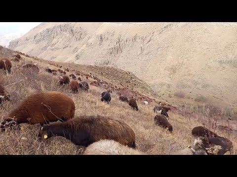 GÜNEŞ GÖRMEYEN KUZEY YAMAÇLARDA KOYUN YAYIYORUZ ( vadinin