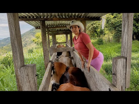 Así vacunamos las vaquitas en el corral