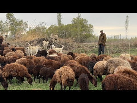 YONCADA OTLAYAN KOYUN SÜRÜSÜ—YAĞMUR VE KAR YAĞINCA YOLDA