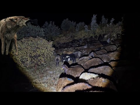 KURT SÜRÜYE GELİYOR POZGEWR KOVALIYOR- YAĞMURLU GECE