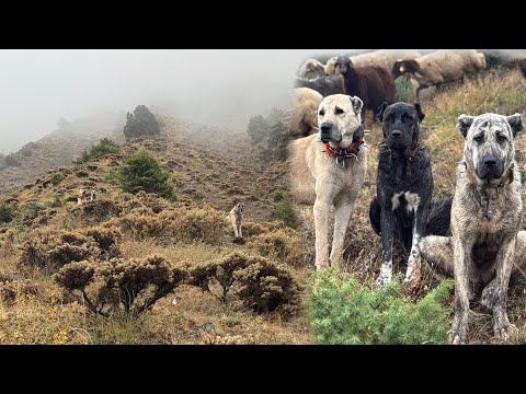 KÖPEKLER 17 KM GİDİP GELDİLER~YAĞMUR DURMAK BİLMİYOR